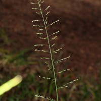 Sporobolus diandrus (Retz.) P.Beauv.